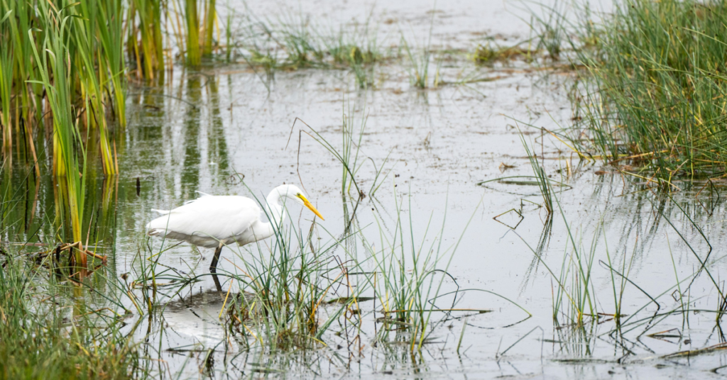 Dead Seabirds Washing Up on Point Reyes Beaches Linked to Avian Influenza
