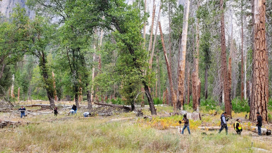 Seven Tribes Win the Right to Gather Plants Inside Yosemite National Park