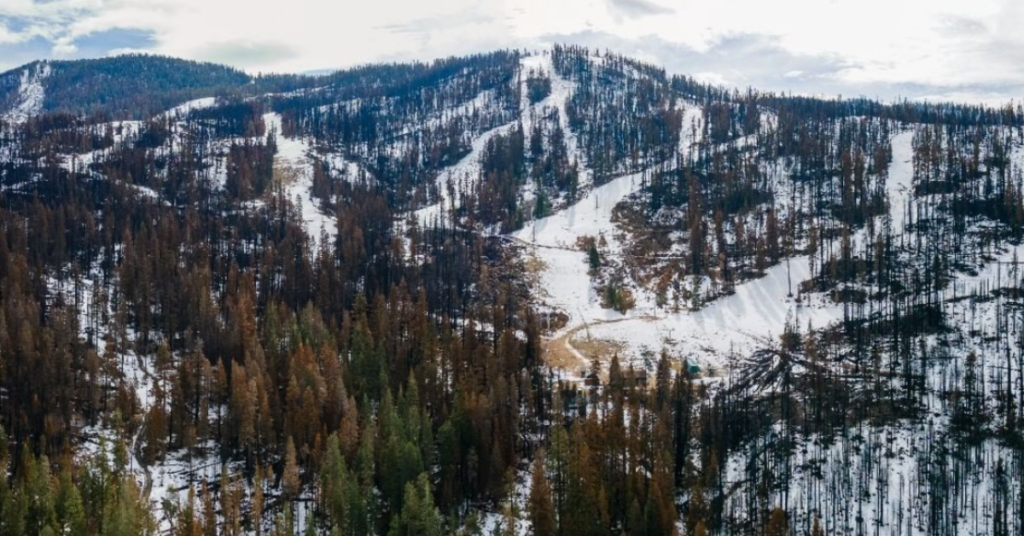 The Forest Service Plans to Spray Roundup Near Tahoe Ski Resorts and the Backlash Is Growing