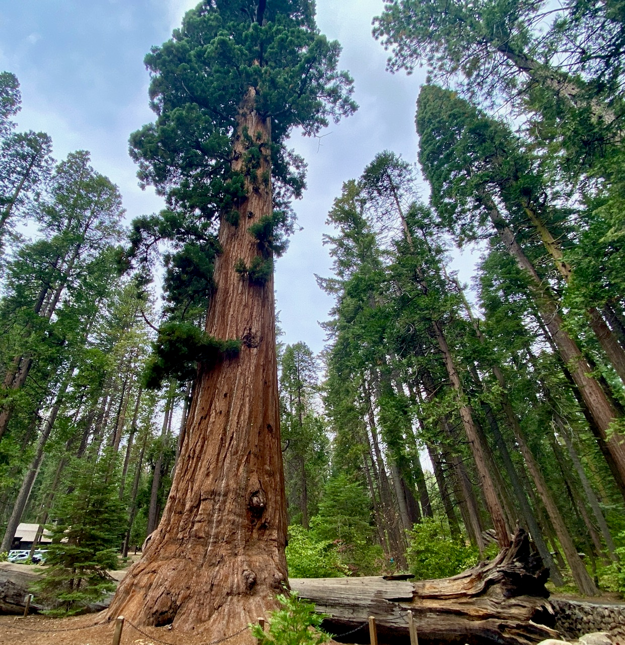 NASA Study Confirms Controlled Burns Save Giant Sequoias From Megafires