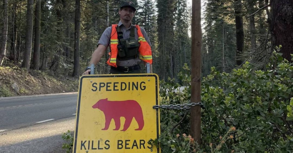 Yosemite’s Bears Are Paying the Price for the Park’s Record Crowds