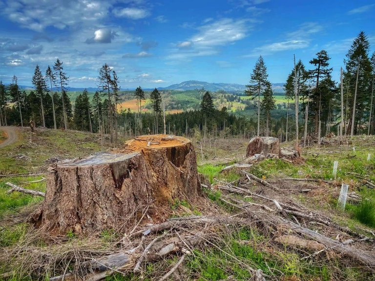 All Logging on National Forests Is Worth Less Than Two Home Depot Stores